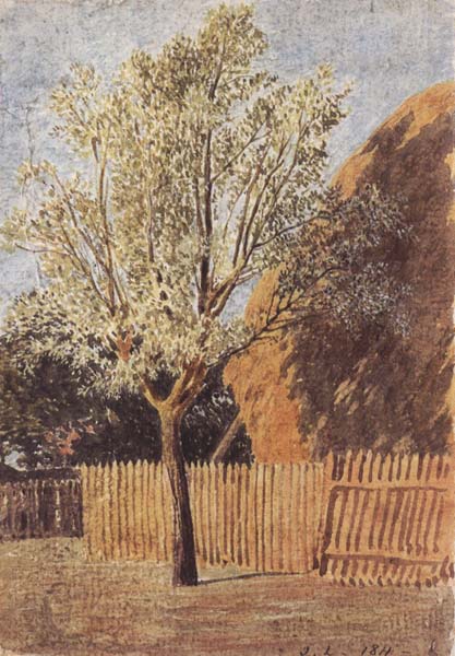 Study of a Tree